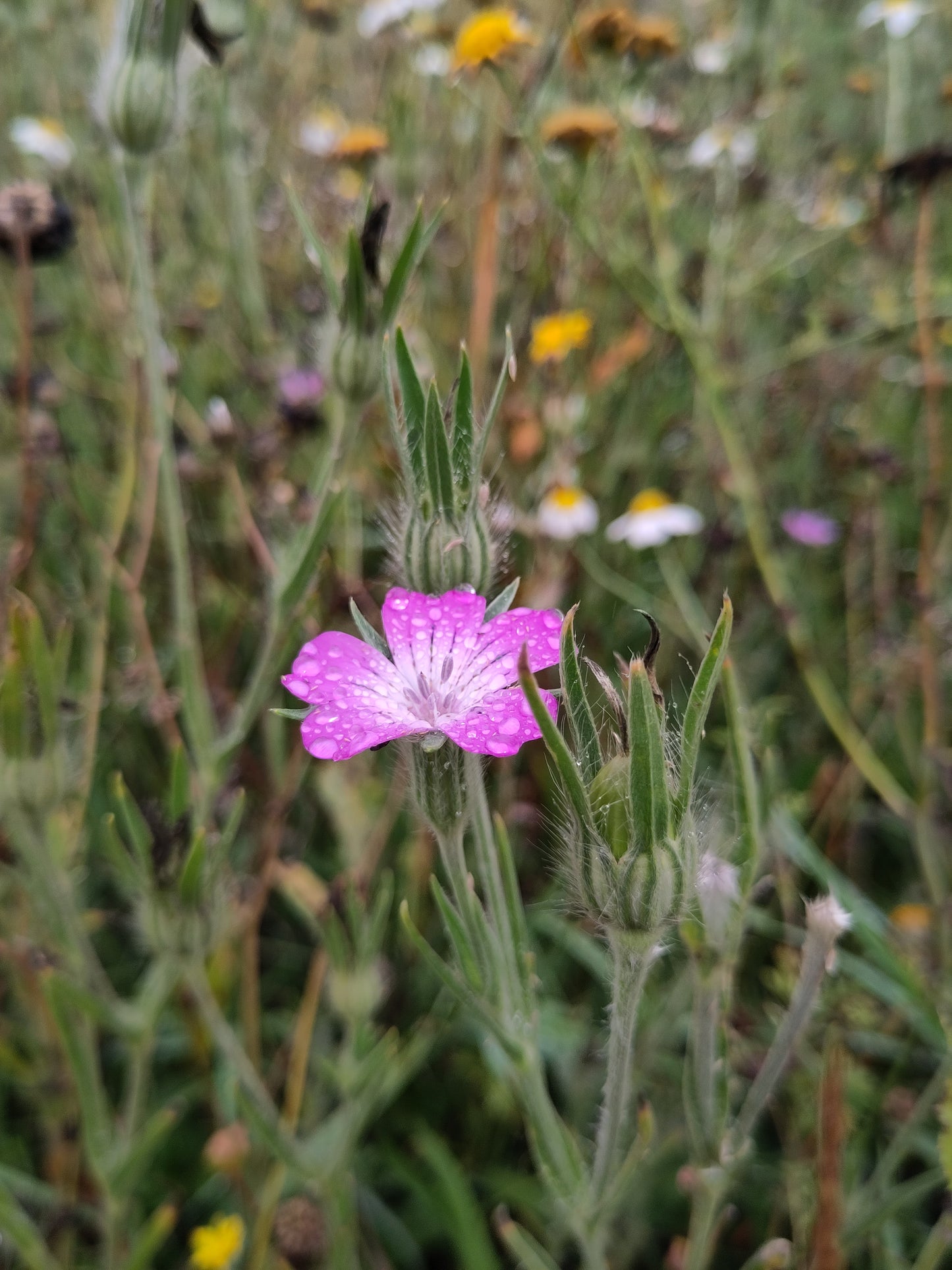 Wildflower Seed Celebration Gift Box